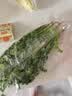 带根香菜100g 实拍图