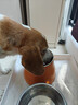 麦富迪狗粮 藻趣儿狗粮成犬粮牛肉螺旋藻 均衡营养2.5kg 实拍图
