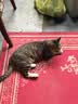 麦富迪猫粮 超肉粒冻干双拼成猫粮美毛护肠胃 三文鱼2kg 实拍图