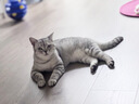 京东家政【宠物上门喂养6次服务】上门喂猫喂狗 影像实时记录 实拍图