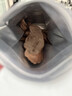 生生不息宠物零食猫犬通用 冻干猪心80g 实拍图