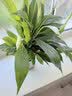 年宵花【热销款】白掌一帆风顺盆栽水培植物绿植过年装饰摆件年货 【店主推荐】特级白掌6-8株带花+早安盆+营养液 实拍图