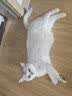 皇家猫粮 幼猫猫粮 幼猫奶糕 K36 通用粮 4-12月 10KG 实拍图