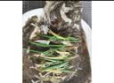 鲜活多宝鱼450-550g/条 实拍图