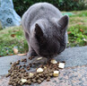 网易严选全价猫粮4.0 成幼猫三文鱼亮毛护肠胃深海鱼虾味10kg【宠物金选】 实拍图