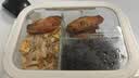 小熊（Bear）高硼硅玻璃保鲜饭盒可微波炉加热专用餐盒格洗碗机可用 JC012-P04 实拍图