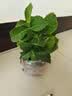 绣球花苗无尽夏带花苞四季开花绣球花盆栽庭院好养花卉植物室内花 无尽夏【大花绣球-无尽星河】 小苗【隔年开花】原盆宽11cm高18cm冠12cm 实拍图