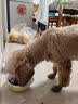 冠能狗粮成犬小型犬狗粮7kg 挑食美毛亮眼 全价狗粮  实拍图