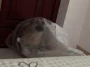 高悠派 狗狗牵引绳中大型犬背心式胸肩背带拉布拉多狗绳宠物通用 实拍图