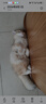 皇家猫粮 挑嘴成猫猫粮 高适口性 EF38 通用粮 12月以上 4KG 实拍图
