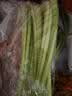 带根香菜100g 实拍图