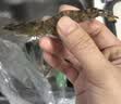 鲜活基围虾(斑节虾)200g(约24-32条) 实拍图