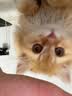大宠爱 猫驱虫药 体内外同驱耳螨虱子跳蚤虫 2.6-7.5kg成猫 3支装 实拍图