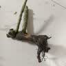 玫瑰花苗老桩绿植物盆栽月季蔷薇老根室内外阳台庭院特大花卉四季 2红玫瑰（老桩苗四季开花） 实拍图