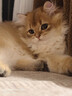LEGENDSANDY蓝氏猫零食全价主食猫条成猫幼猫鲜肉猫湿粮罐头鲣鱼兔肉味16g*12 实拍图