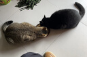 伟嘉成猫猫粮3.6kg海洋鱼味布偶夹心粮【原料透明】 实拍图