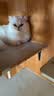 麦富迪猫罐头 barf霸弗主食猫罐头猫咪零食湿粮成幼猫呵护泌尿45g*48罐 实拍图