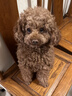 Orijen渴望狗粮 小型犬成犬 全价无谷进口鱼肉进口犬粮1.8kg 效期27/6 实拍图