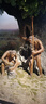 韩泰（Hankook）汽车轮胎 195/65R15 91H SK70 适配卡罗拉/朗逸/宝来/雷凌/福睿斯 实拍图