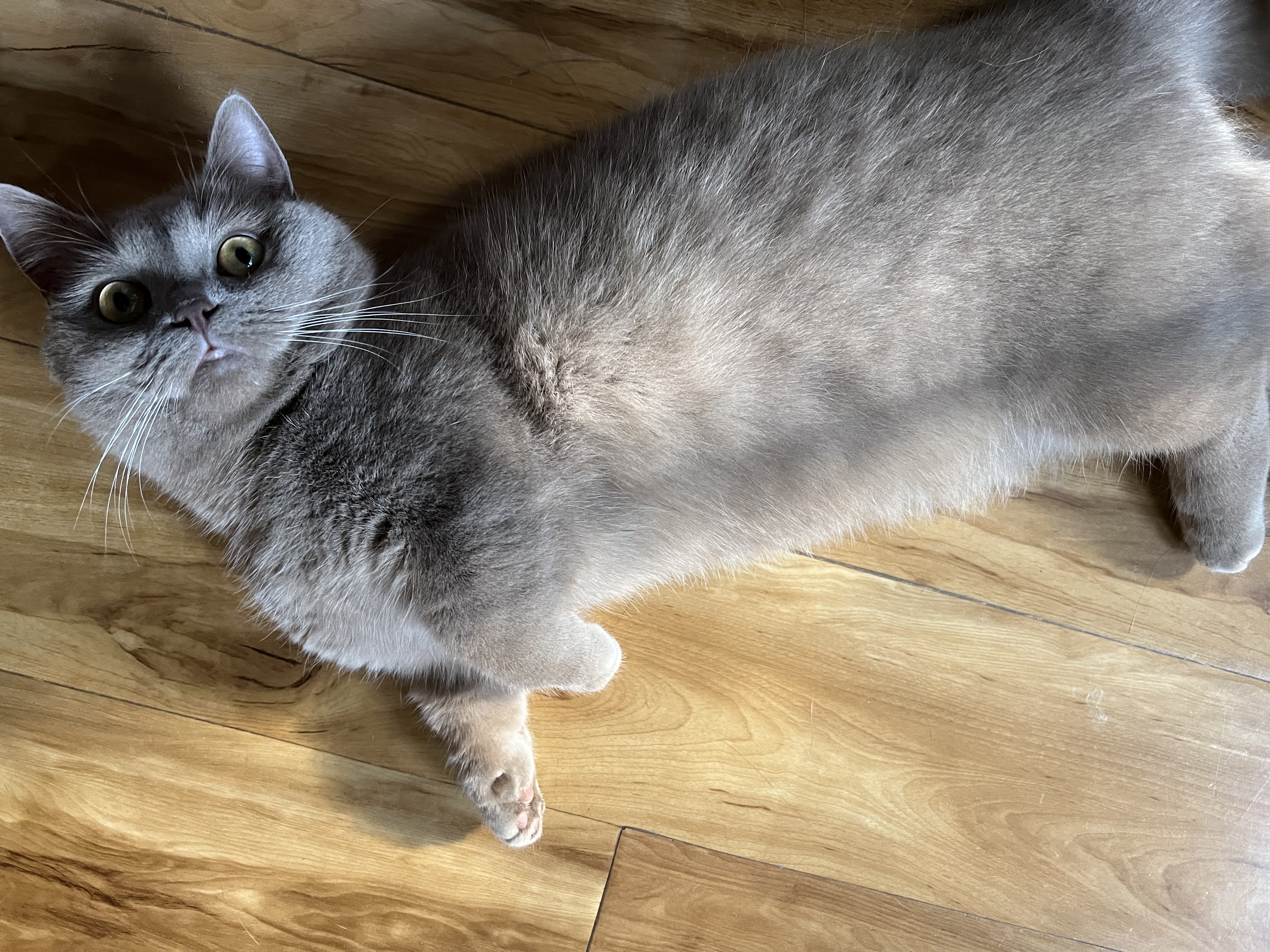 帕特 主食冻干猫粮猫零食全价生骨肉冻干混合装40g*3袋(兔+鸵鸟+火鸡) 实拍图