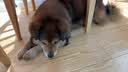 京东京造【鲜肉系列】无谷中小型犬犬粮4kg（2kg*2） 实拍图