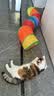 欢宠网猫玩具猫咪猫隧道彩虹钻洞袋子迷宫通道逗猫自嗨神器解闷猫猫小猫 实拍图