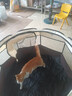 HELLOJOY猫笼子猫窝帐篷家用猫咪产房窝露营隔离生产房待产房猫产窝幼猫笼 实拍图