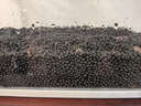 森森（SUNSUN）鱼缸灯LED水草灯防水支架灯全光谱鱼缸观赏灯爆藻照明草缸灯 更薄更亮4.5W防水灯（适合31-40cm缸） 实拍图