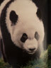 双宝150：科学发现大熊猫、金丝猴150周年（1869-2019） 晒单实拍图
