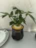 史丹利（STANLEY）营养液花肥料家用盆栽植物通用型水培发财树富贵竹花卉绿植250ml 实拍图