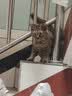 皇家猫粮 室内成猫粮 I27 通用粮 12月以上 4.5KG 实拍图