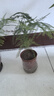 文竹盆栽绿植花卉盆景植物室内客厅水培文松云竹文竹大苗四季常青 小文竹【1颗】原盆原土球发货 高度15-25cm 实拍图
