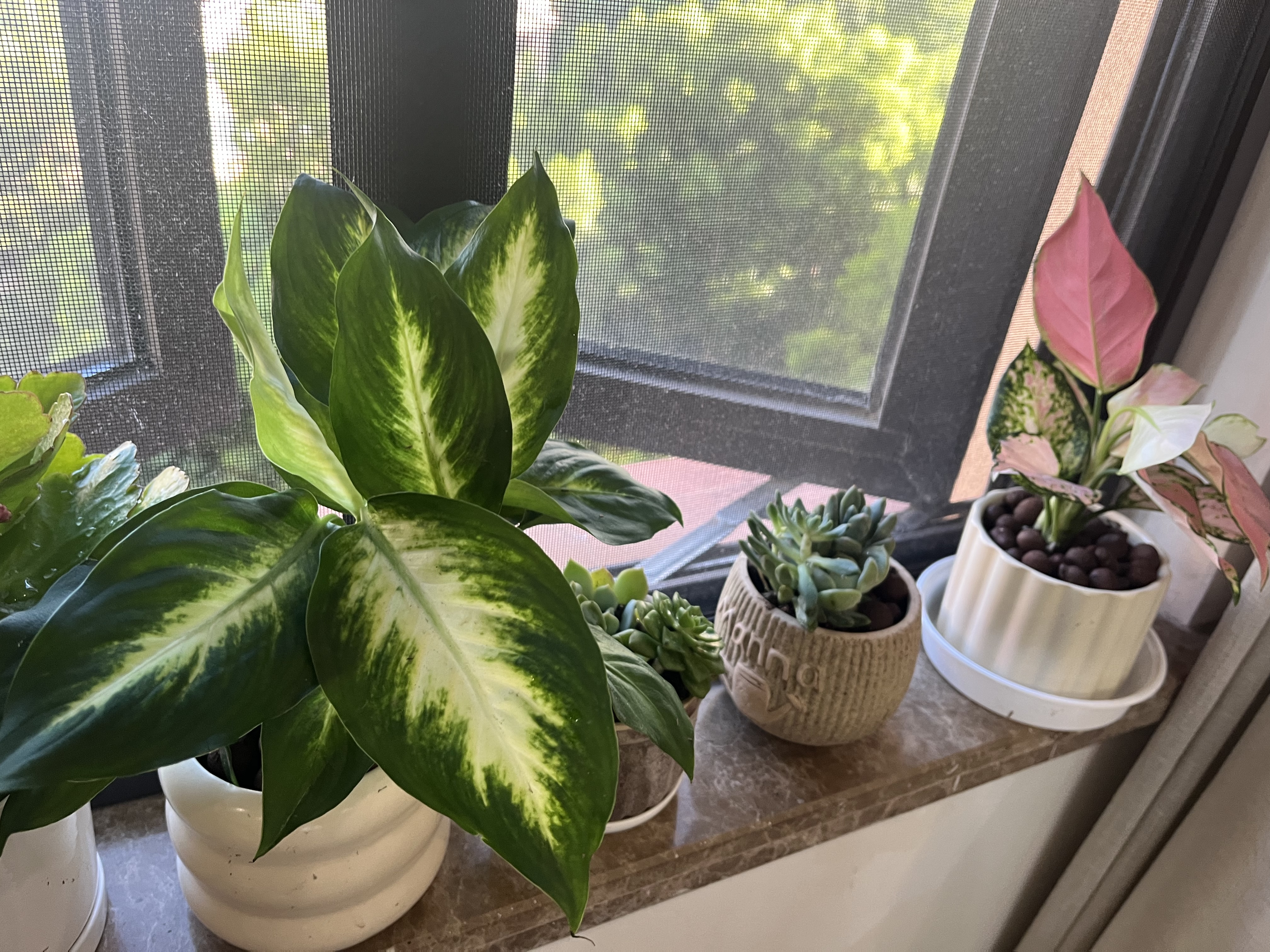 沭之美吉利红绿植花卉盆栽红火高颜A级吉利红+创意流光黄陶瓷盆源头直发 晒单实拍图