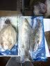 仙泉湖冷冻白蕉海鲈鱼2斤肉厚刺少1斤*2条海鲜水产生鲜食材 实拍图