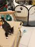 欢刻狗笼小中大型犬狗笼子猫笼带厕所加粗折叠宠物笼子柯基笼幼犬狗笼 白色加粗狗笼50*33*38【6斤内】 实拍图