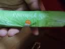 【拍两单发两包】摩托车配件垃圾袋艾草香氛手提家用抽绳垃圾袋 【10只】（拍两单发20只） 实拍图