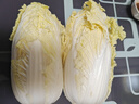 【安心菜】供港基地三宝白菜约650g(大娃娃菜) 实拍图