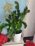 植男植女金钱树大型盆栽植物室内客厅落地办公室轻奢招财好养绿植源头直发 实拍图
