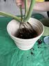 爱丽思（IRIS）特大号圆形花盆种树庭院超大加厚大盆景树木无花果蓝莓果树种植盆 10号米色 约9.6L (口径29.8cm) 实拍图
