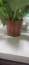 花行榜绿萝盆栽室内植物新房家用净化空气水培绿植花卉大叶吊兰源头直发 实拍图