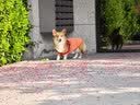 皇家狗粮 成犬狗粮 犬粮 宠物 中型犬 M25 全价犬粮 12月 15KG 实拍图