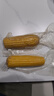 【东东农场专供】正宗头茬东北新鲜糯玉米软糯拉丝真空包装早餐 黄糯玉米2支*180g+ 实拍图