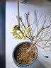 植物营养液通用型家用盆栽发财树富贵竹绿萝水培花卉绿植蔬菜肥料 通用营养液500ml×2瓶 实拍图