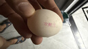 京鲜生 无抗保洁鲜鸡蛋30枚/盒 健康轻食 礼盒送礼 1.5kg/盒 源头直发 实拍图