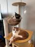 唐米吉吉加粗大型猫爬架猫窝猫树一体太空舱猫架子小户型不占地剑麻猫玩具 150cm 7层【双太空舱冲量款】 实拍图