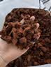 史丹利粗椰壳500g 砖椰砖营养土进口脱盐椰糠土兰花植料月季养花通用型 实拍图