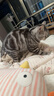 皇家猫粮 成猫猫粮 营养均衡 F32 通用粮 1-7岁 4.5KG 实拍图