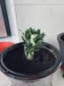 沙漠玫瑰盆栽重瓣带花苞老桩大苗庭院阳台耐旱植物易养活当年开花 沙漠玫瑰红炎幽梦_当年开花 实拍图