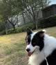 比利玛格（BILLY+MARGOT）澳洲进口牛肉配方优质蛋白无谷通用型成犬粮澳洲进口9kg-26.11 实拍图
