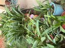 爱丽思（IRIS）种菜盆蔬菜种植箱塑料特大号阳台种菜专用箱神器户外花箱种花菜盆 热款 (70cm长）茶色 送隔网 实拍图
